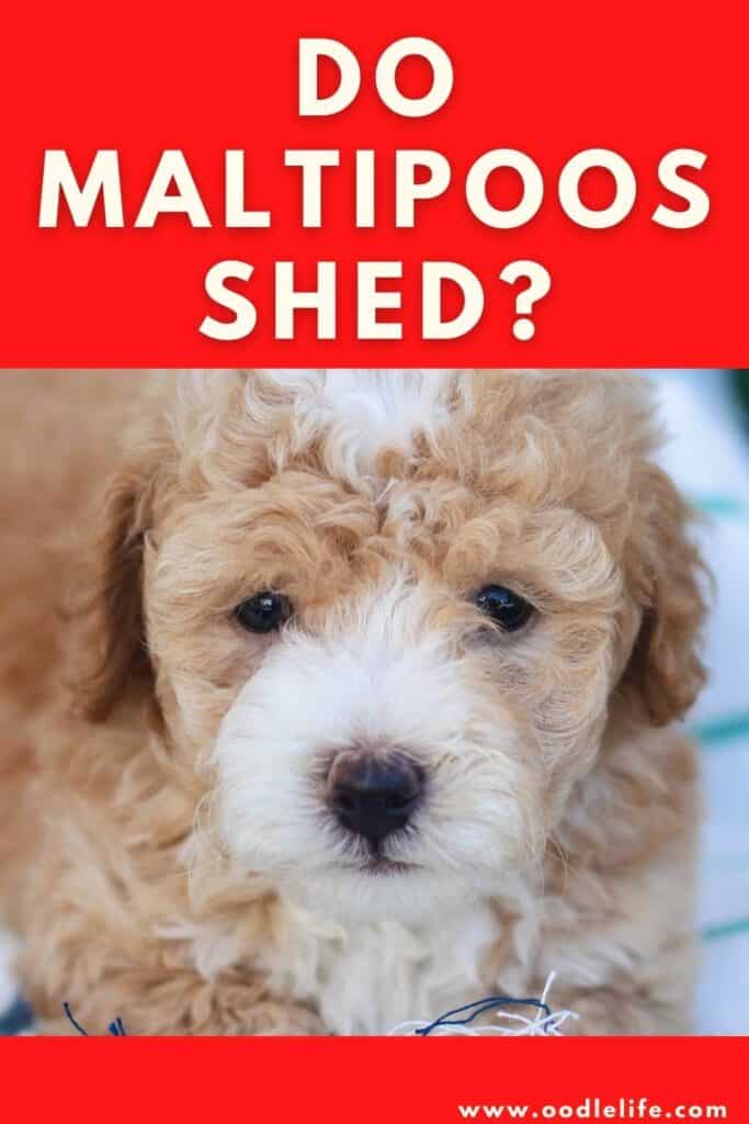 do maltipoos shed a lot