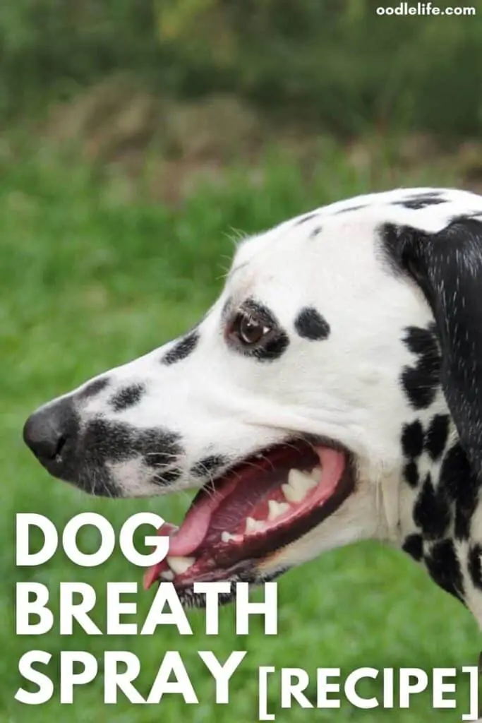 homemade dog breath spray