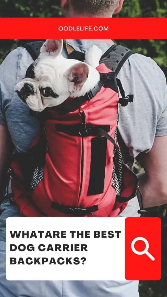 the best dog carrier backpack choice