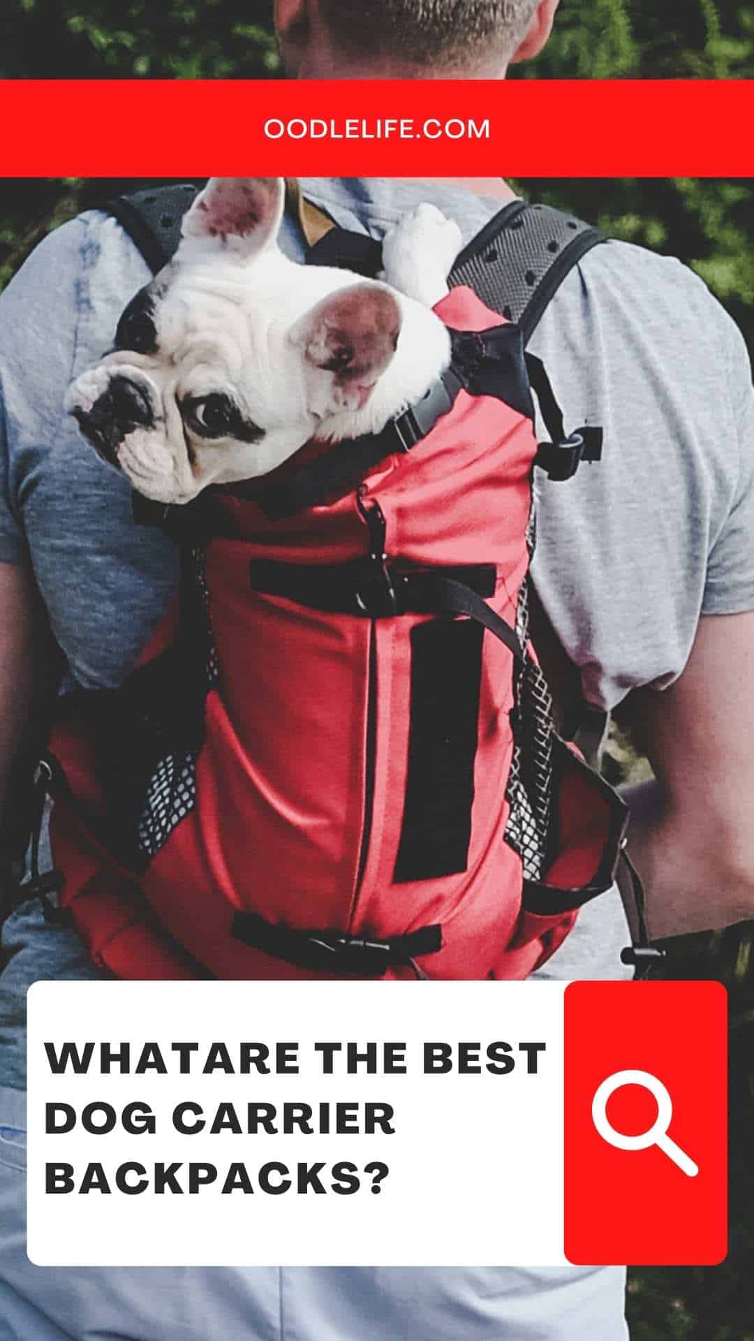 5 Best Dog Carrier Backpack Picks Oodle Life