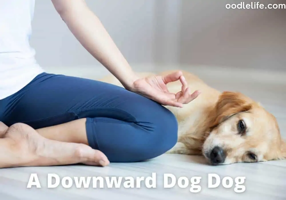 A laying down dog near a yoga matt