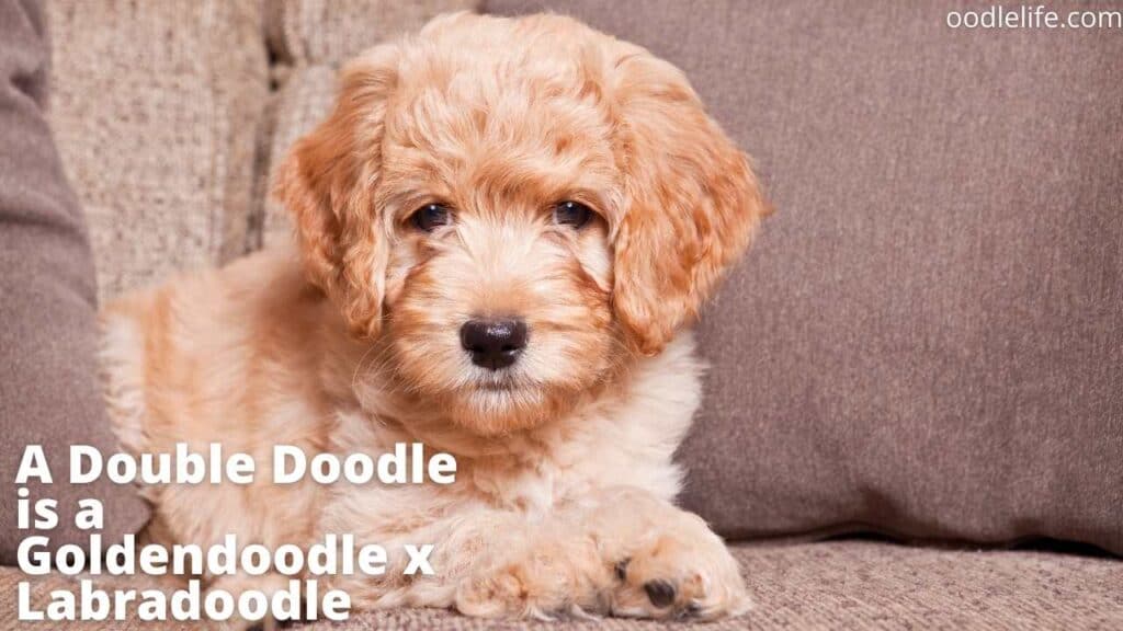 what is a double doodle