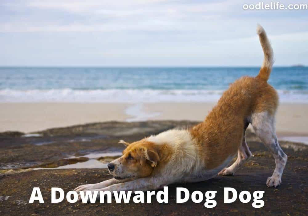 a downward facing dog yoga pose actual dog