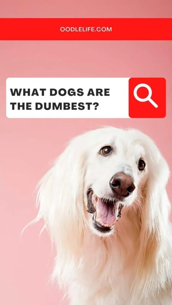 dumbest dog breeds