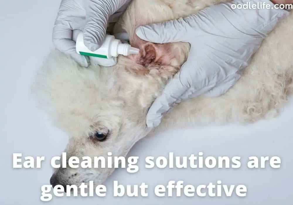 poodle ear cleaning solutions
