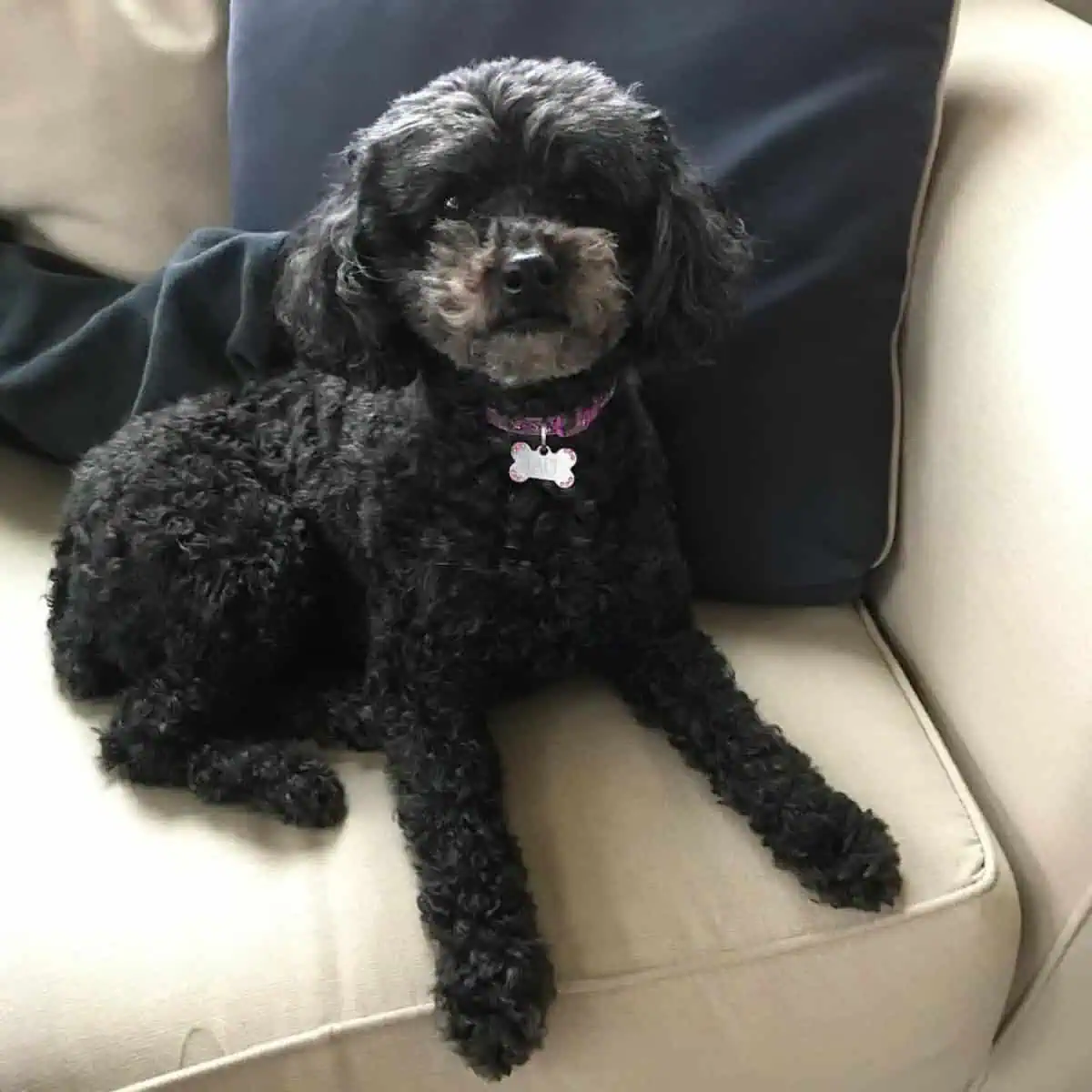 female Poodle looks surprised