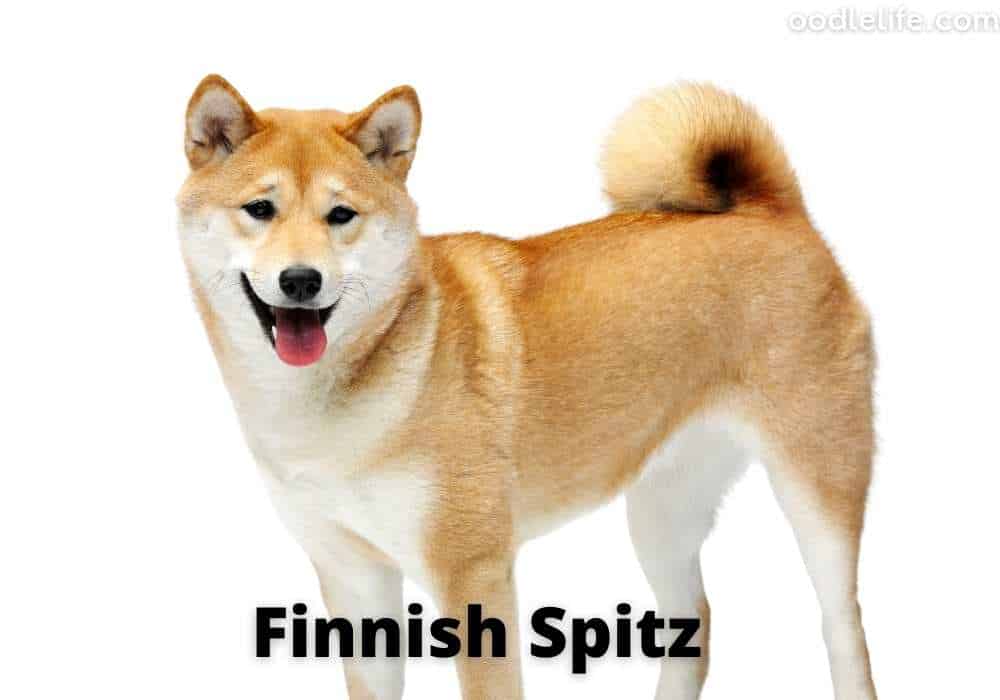 a Finnish spitz dog with a curly tail