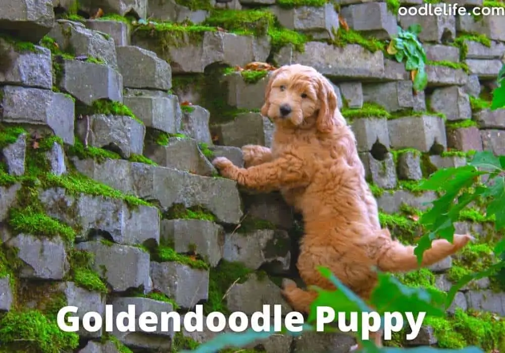 goldendoodle puppy