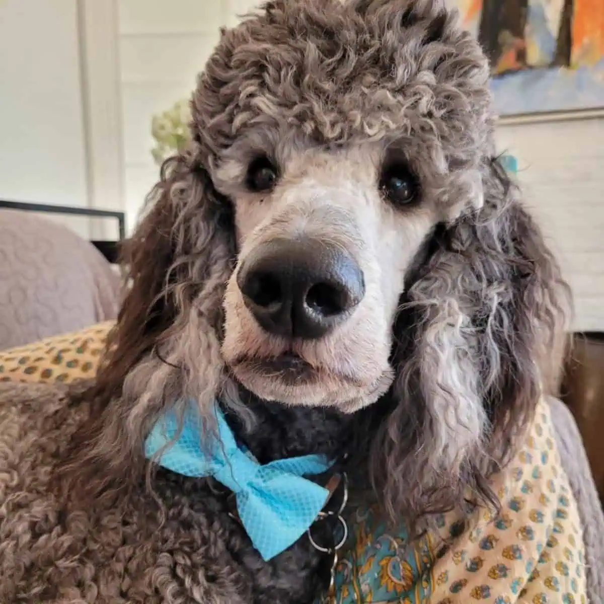 gray Poodle close-up shot
