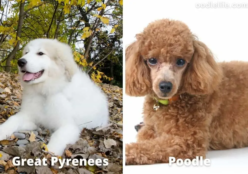 Great Pyrenees poodle mix