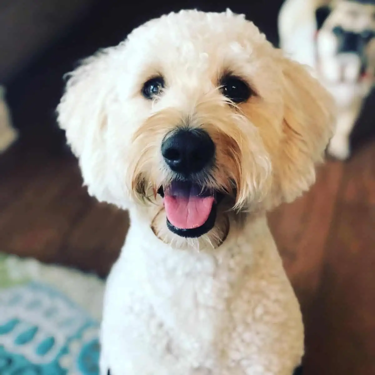 happy and well-groomed Goldendoodle