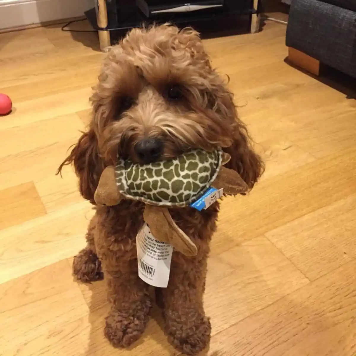 happy Cockapoo got a new toy