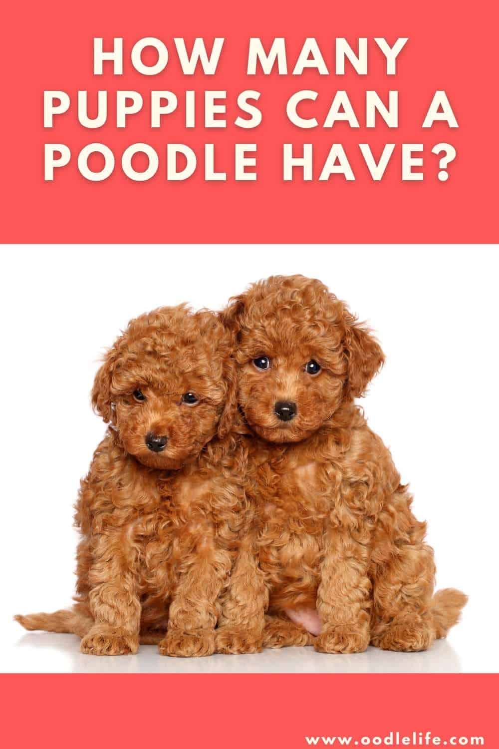 How Many Puppies Can A Poodle Have? Oodle Life
