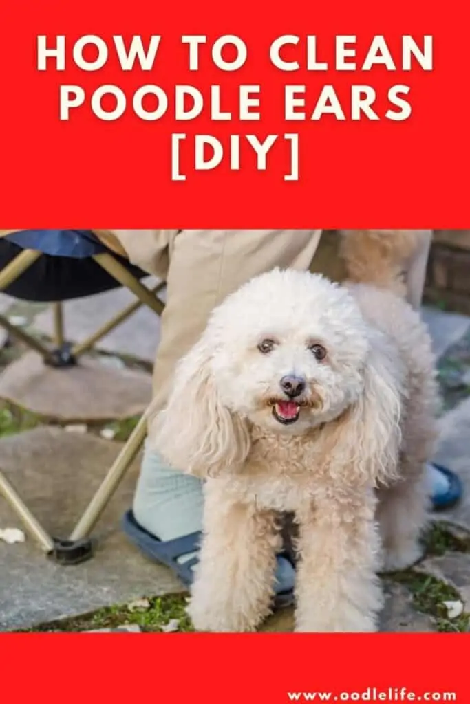how to clean poodle ears