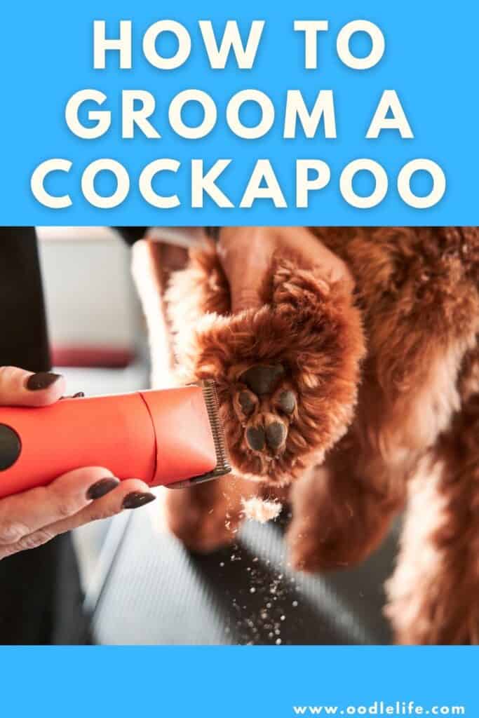 how to groom a cockapoo