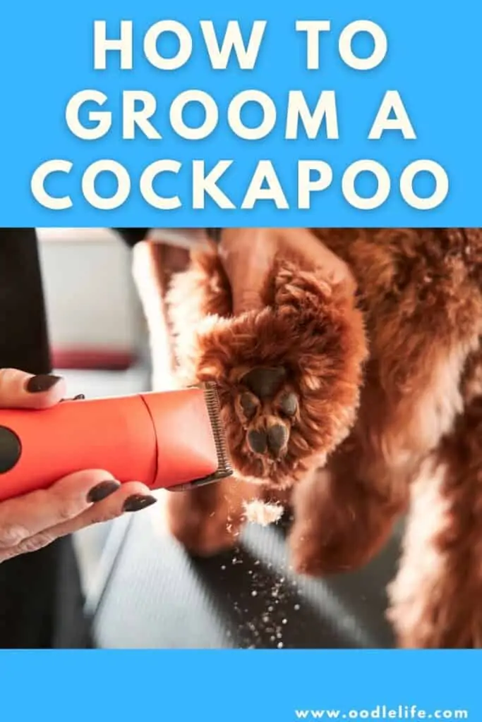 how to groom a cockapoo