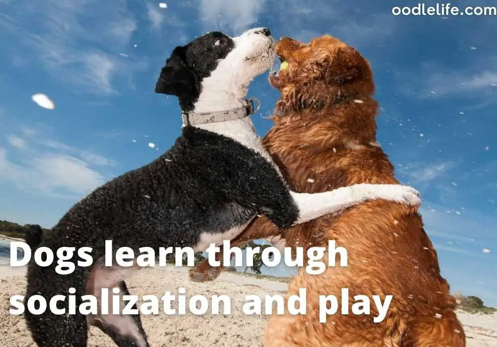 two dogs playing together and learning socialisation