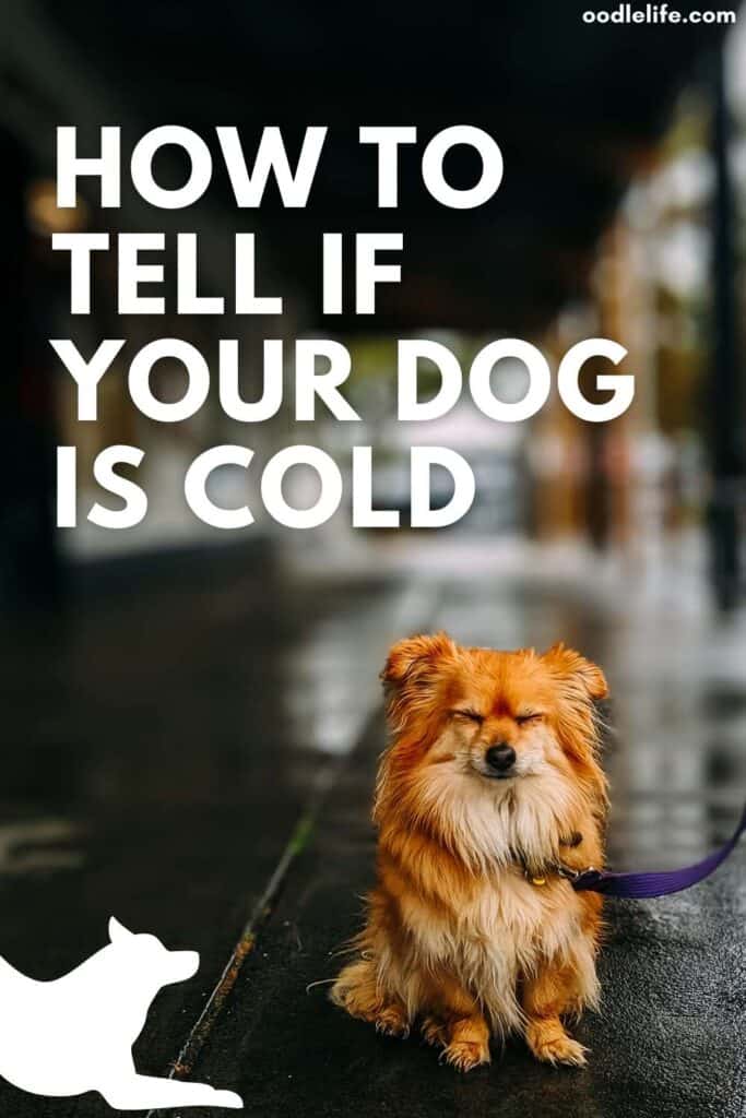 How To Tell If Your Dog Is Cold? Oodle Life