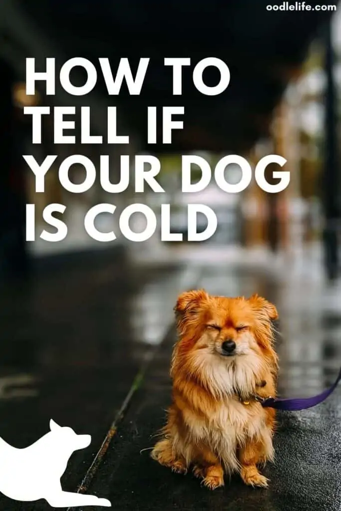 how to tell if your dog is cold