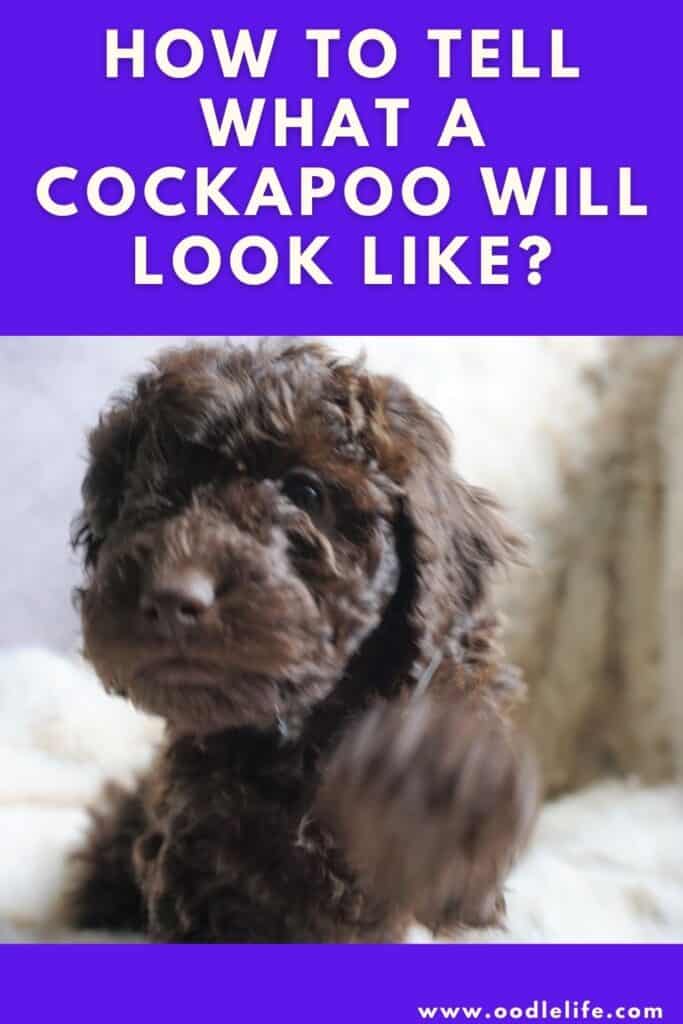 how to tell what a cockapoo will look like