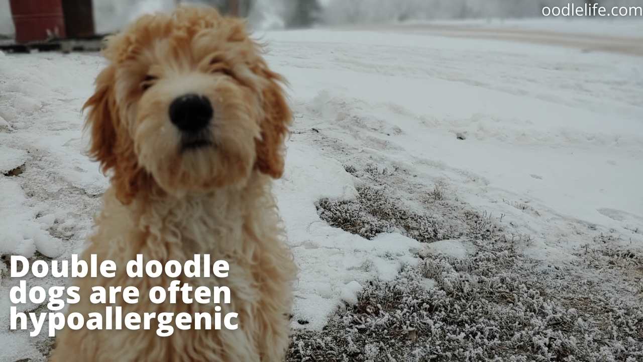 What Is A Double Doodle? [Ultimate Guide] Oodle Life