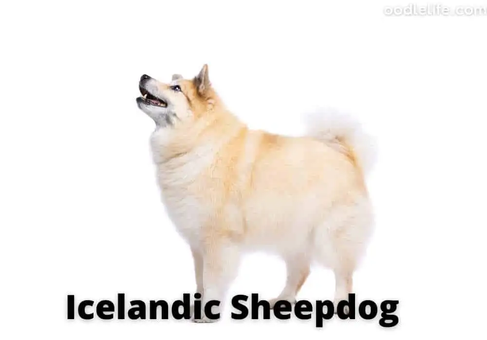 Icelandic sheep dog