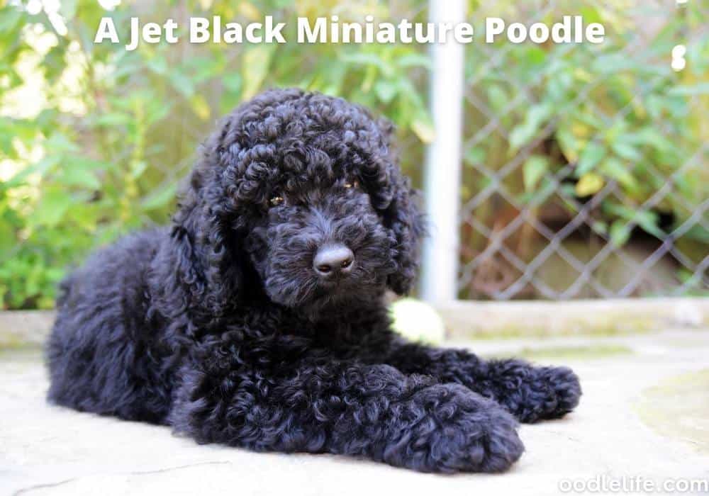 jet black mini poodle