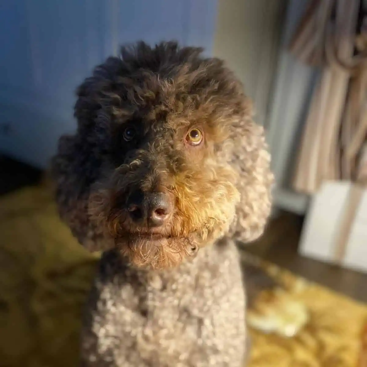 Labradoodle just woke up