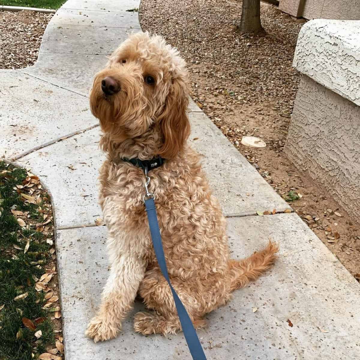 looking back Goldendoodle on leash