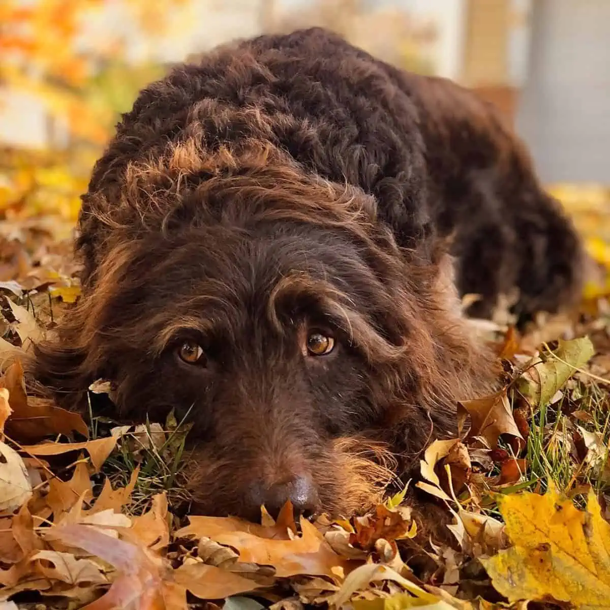 loves lying on dry leaves