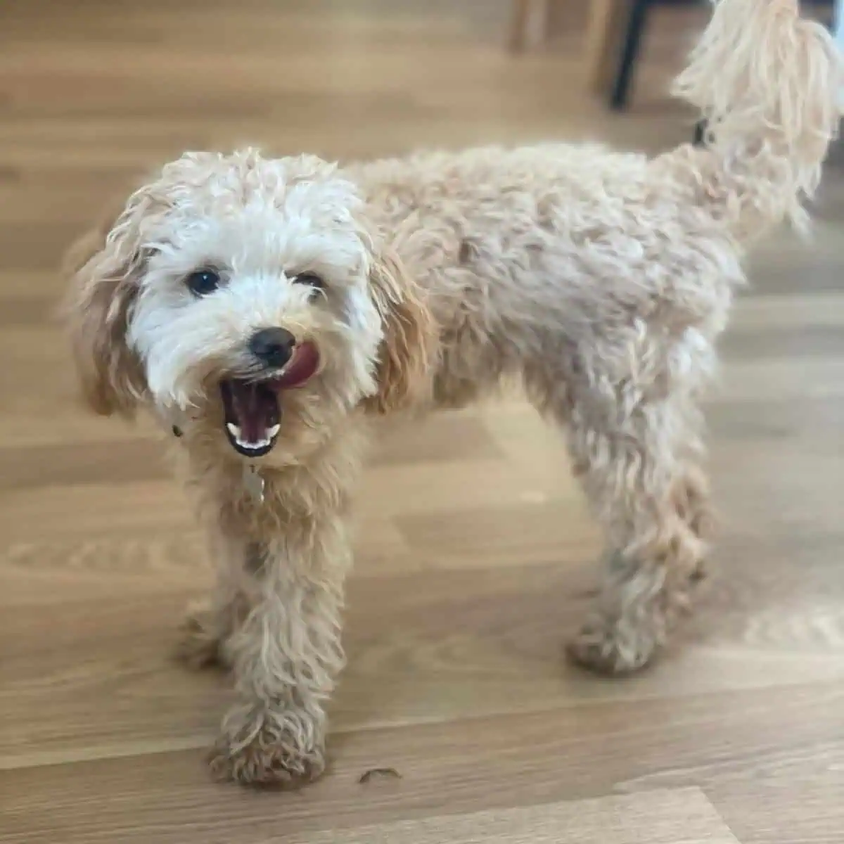 mad Poodle wants food