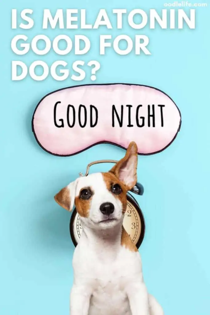 melatonin for dogs