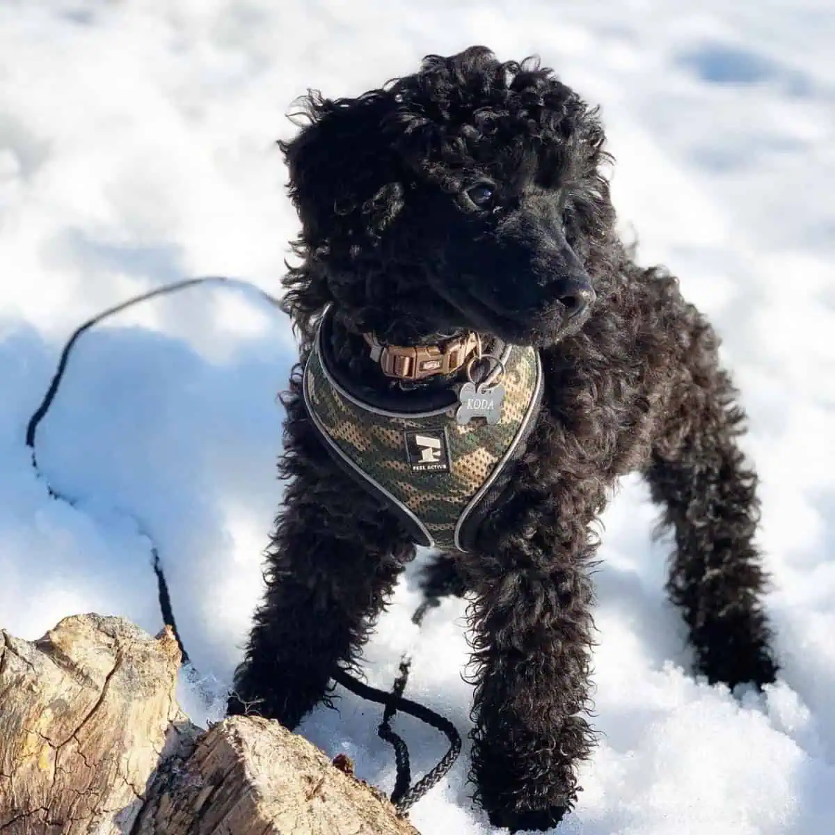 Mini Poodle during winter