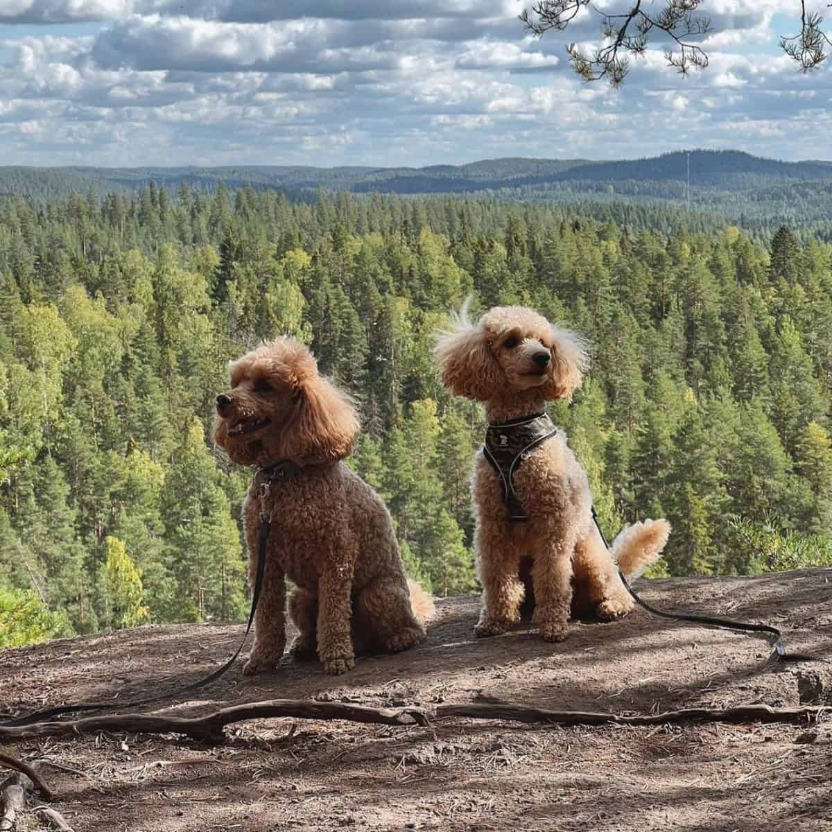 Mini Poodles on a hike with owner