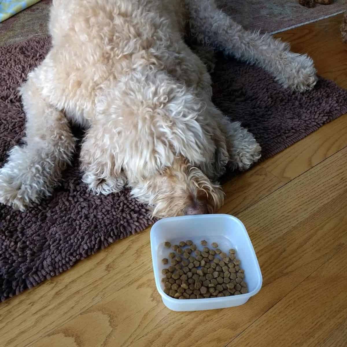 new dog food for Goldendoodle