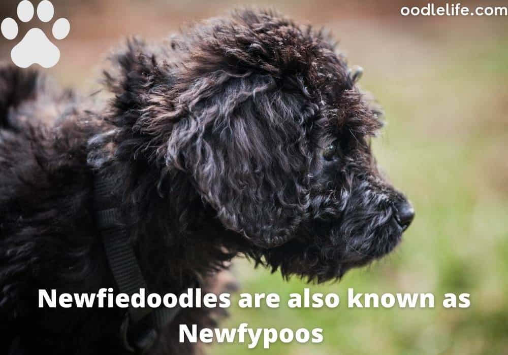 newfypoo pros and cons
