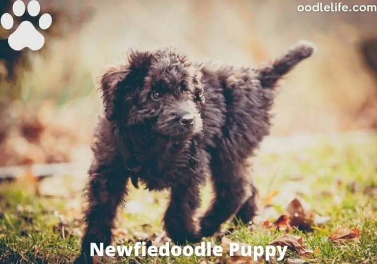 Newfiedoodle Pros and Cons [What is a Newfypoo]