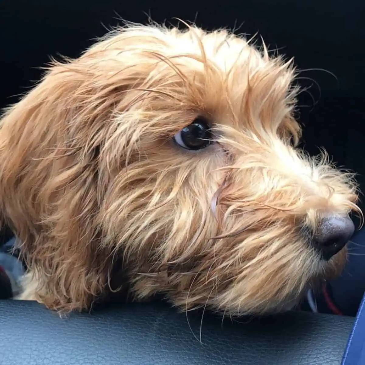 off to vet Cockapoo