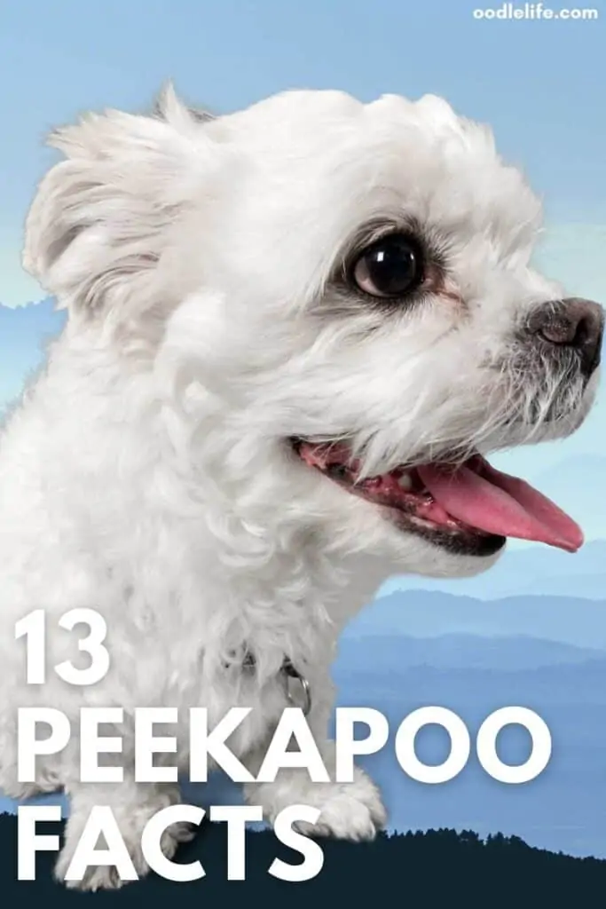 peekapoo 101 