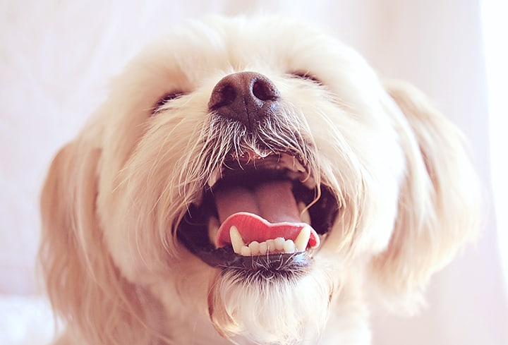 peekapoo dog looks happy