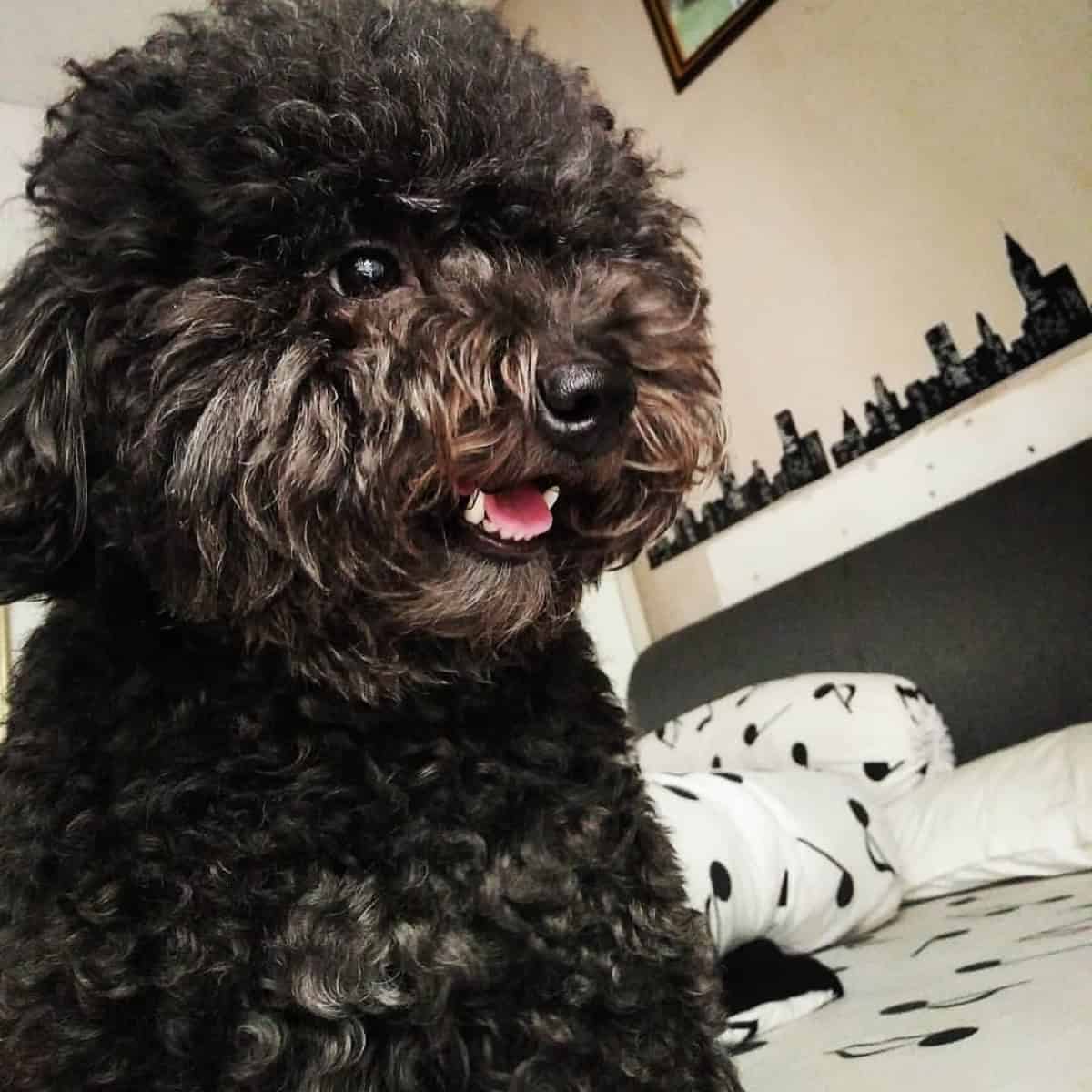 Poodle in hot weather