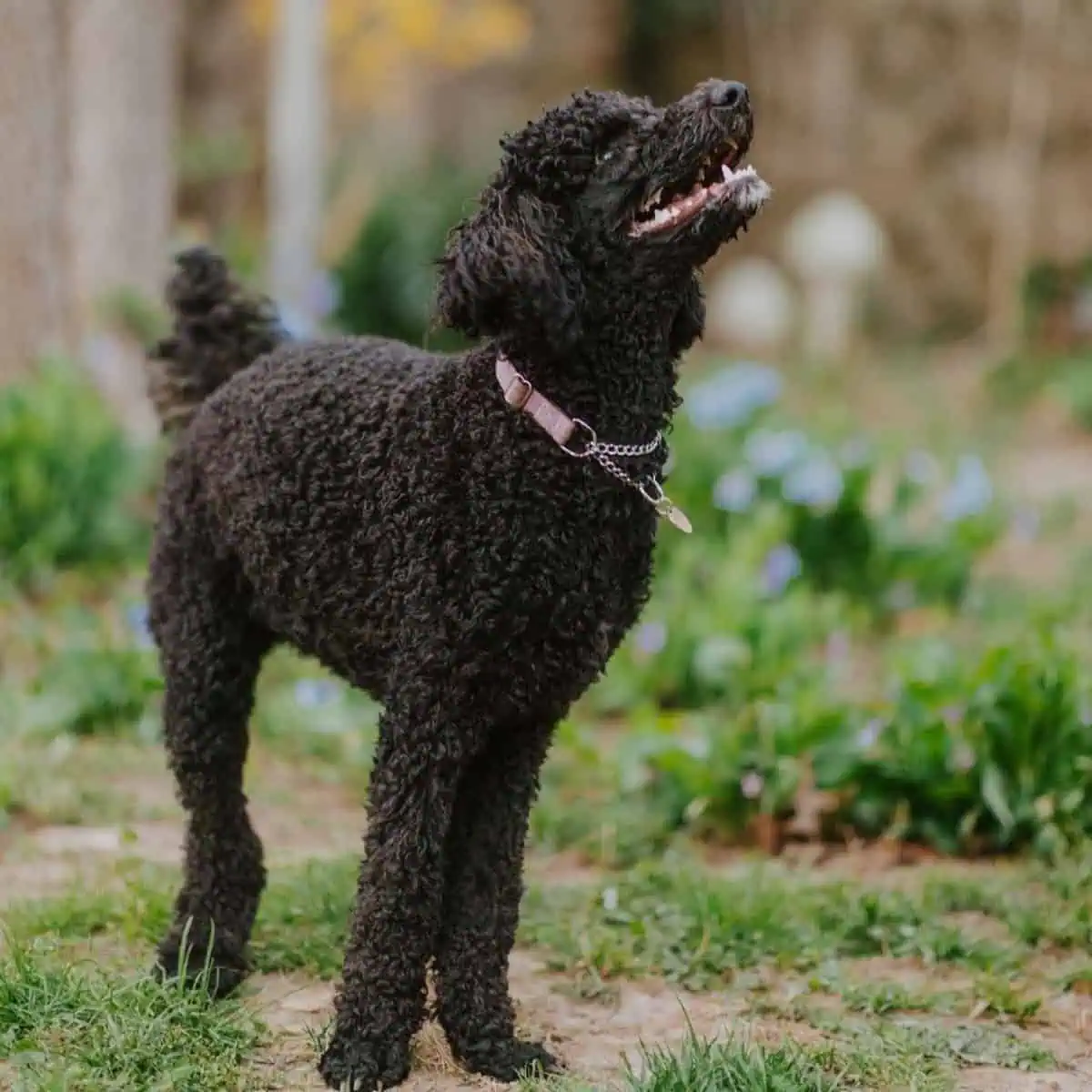 Poodle with hunting instinct