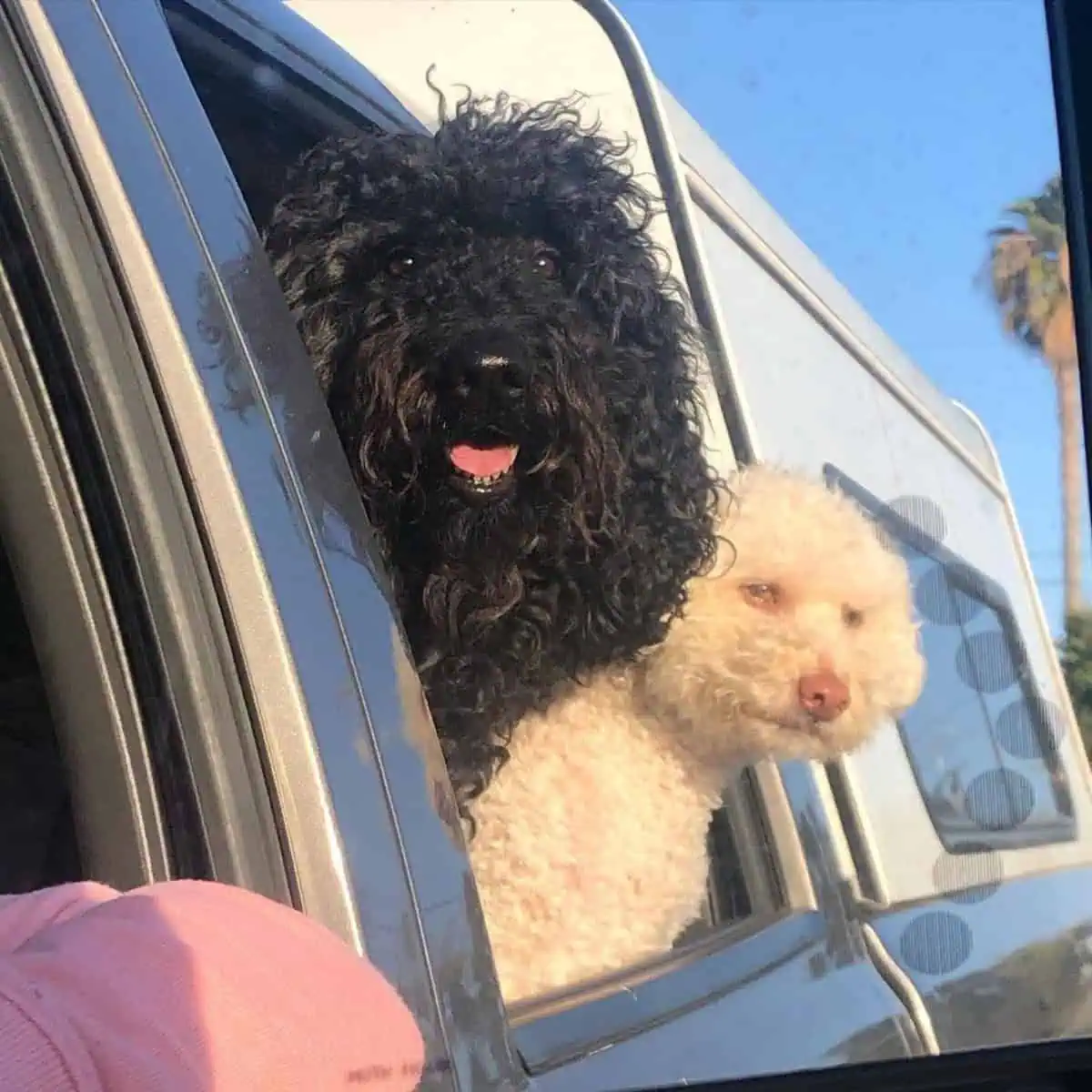Poodles on car window