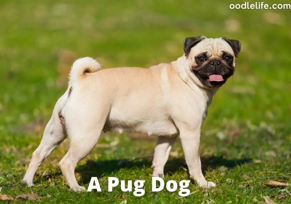 pug dog with curly tail