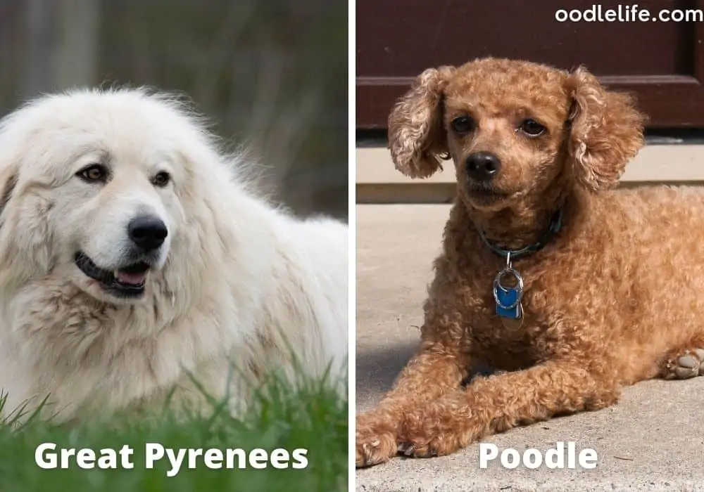 mini pyredoodle