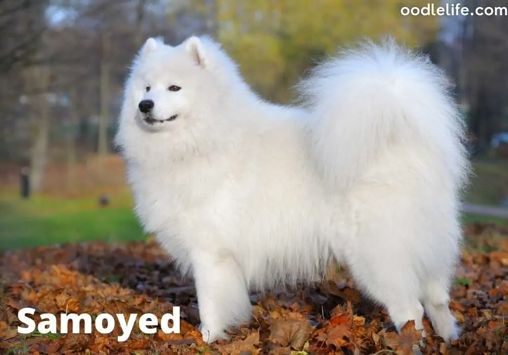 samoyed with curly tail