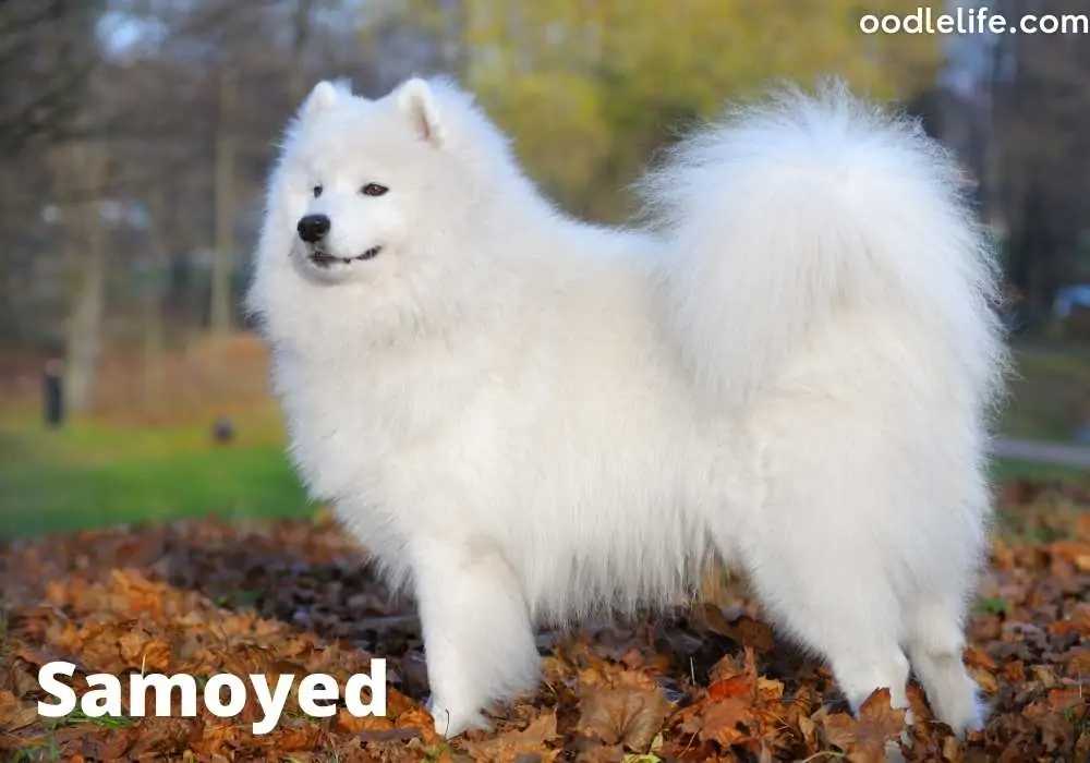 Really big best sale white dog