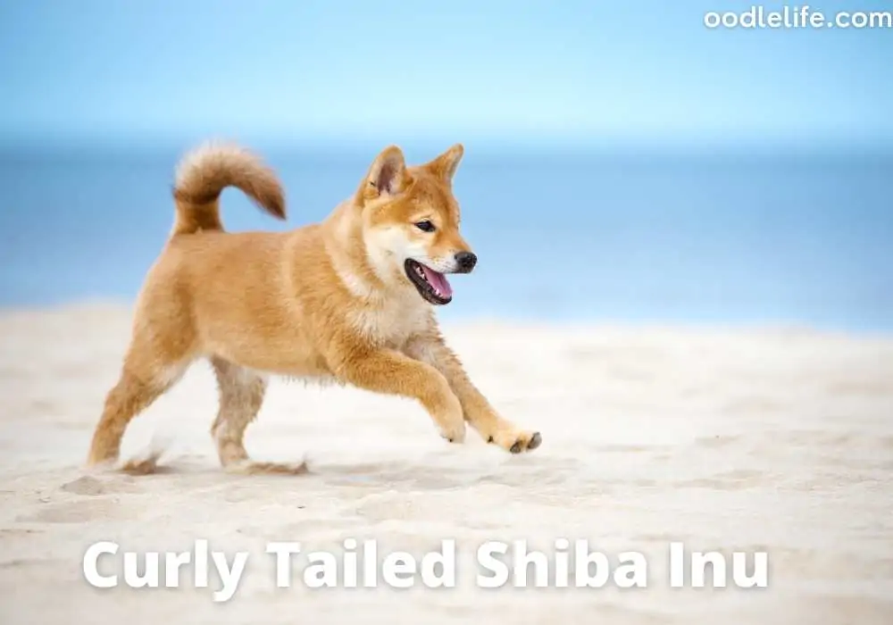 curly tailed shiba inu at the beach