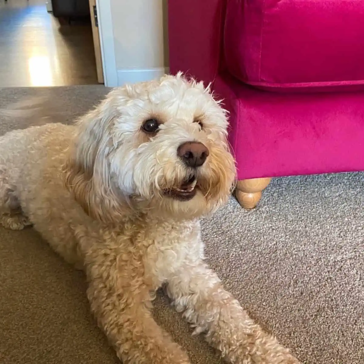 sitting and barking Cockapoo