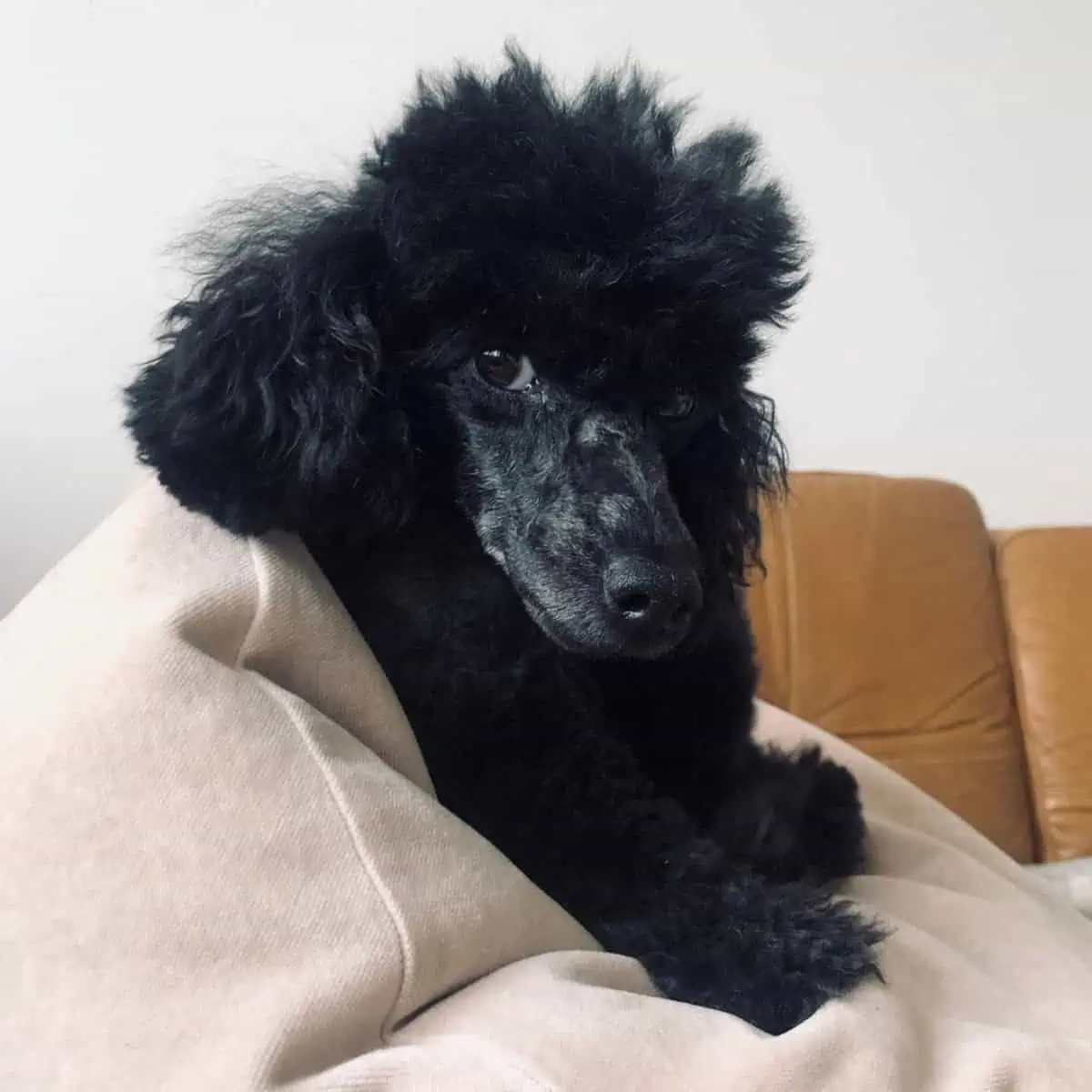 sitting Poodle side view